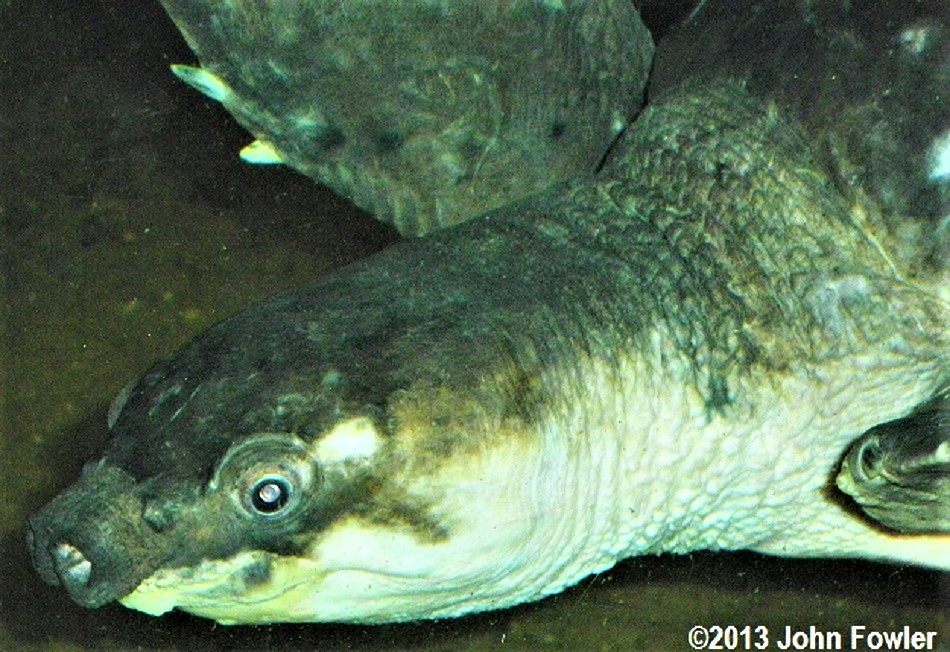 pig-nosed turtle (Carettochelys insculpta), pitted-shelled turtle , Fly River turtle